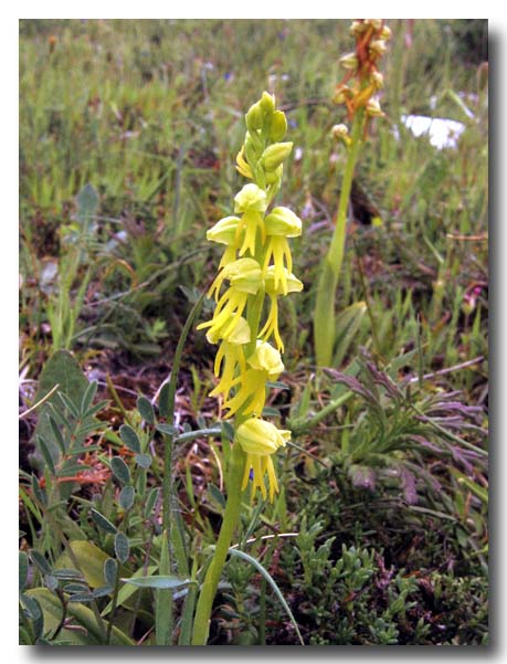 Orchis anthropophora